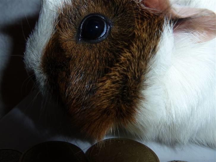 Marsvin Elmegårdens Hvirvel billede 12