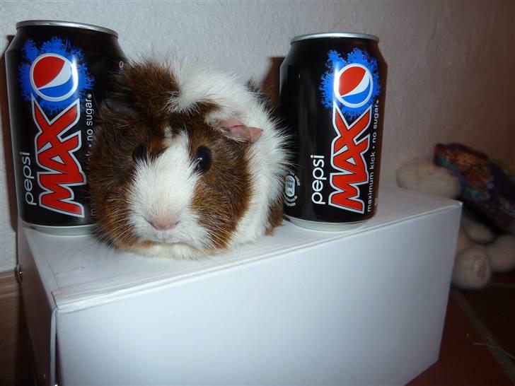 Marsvin Elmegårdens Hvirvel billede 13