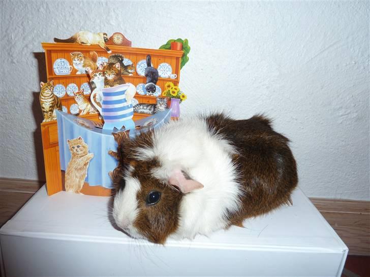 Marsvin Elmegårdens Hvirvel billede 14