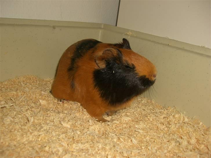 Marsvin Twiggy<'3 givet væk..<3 - 6# "Fall in a deep sleep.." billede 6