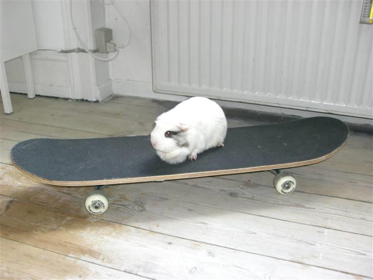 Marsvin Vanilla *Niller* R.I.P! - Nuuuuuuurh! "My little skter-girl!"?<3 :`) billede 7