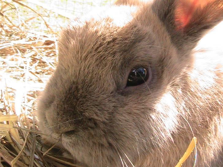 Kanin Nutella *LØBET VÆK* :( billede 6