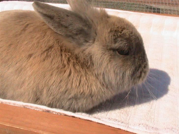 Kanin Nutella *LØBET VÆK* :( billede 7