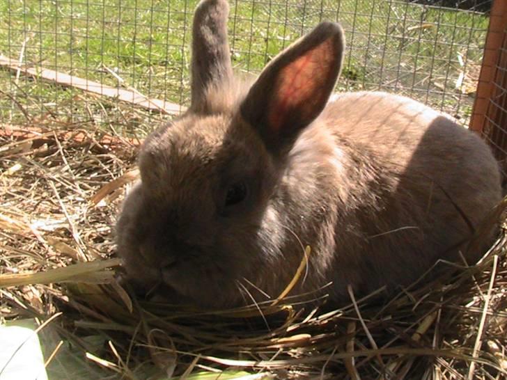 Kanin Nutella *LØBET VÆK* :( billede 8