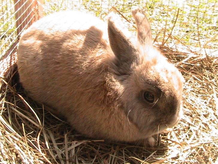 Kanin Nutella *LØBET VÆK* :( billede 9