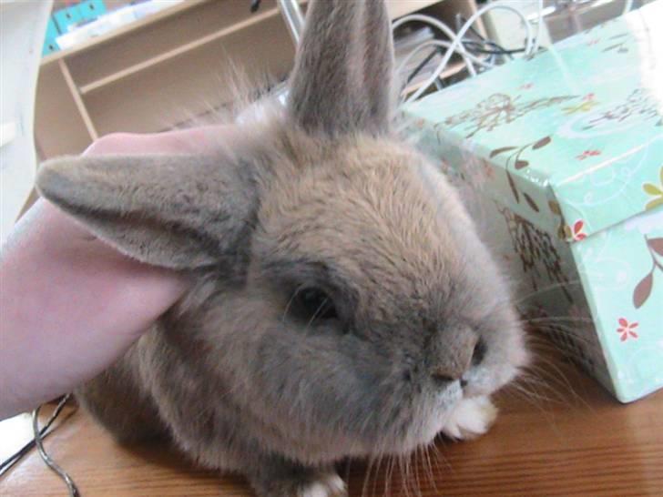 Kanin Nutella *LØBET VÆK* :( billede 10