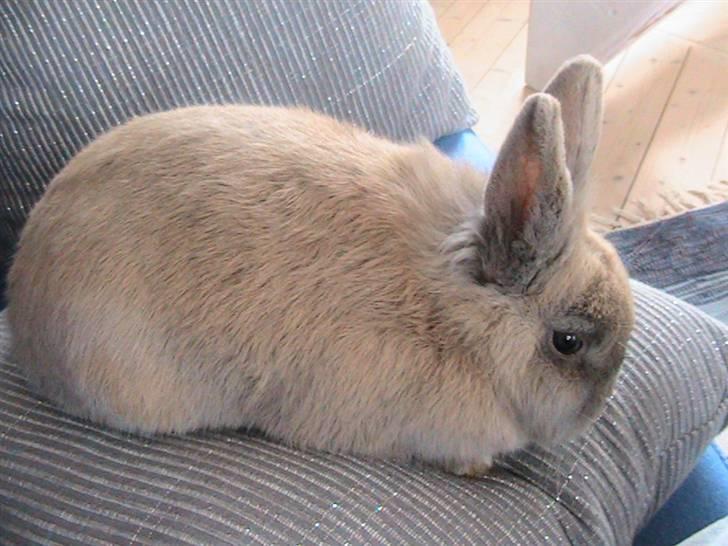 Kanin Nutella *LØBET VÆK* :( billede 11