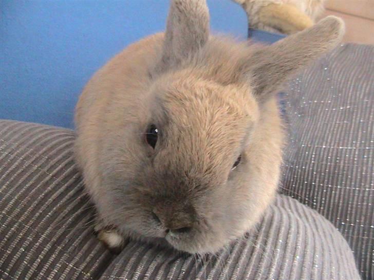 Kanin Nutella *LØBET VÆK* :( billede 12