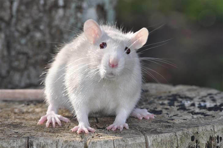 Tamrotte Baby Ratz Joyfull *Aflivet* - Velkommen til Joyfulls profil!! billede 1