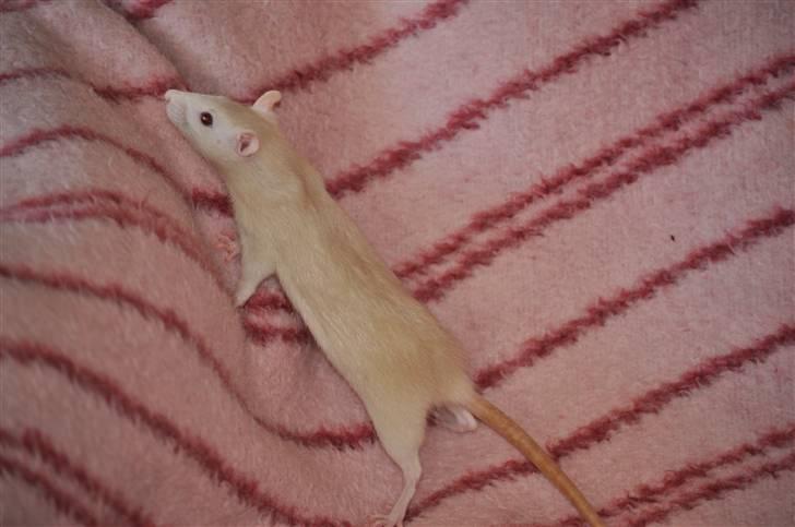 Tamrotte Baby Ratz Joyfull *Aflivet* - smukke lille pige billede 2