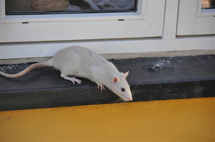 Tamrotte Baby Ratz Joyfull *Aflivet* - uhh spændene at udforske!  billede 3