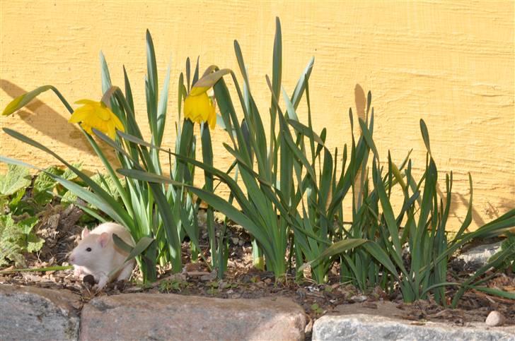 Tamrotte Baby Ratz Joyfull *Aflivet* - såå fin er du der i de smukke blomster i passer jo sammen begge super smukke! billede 4