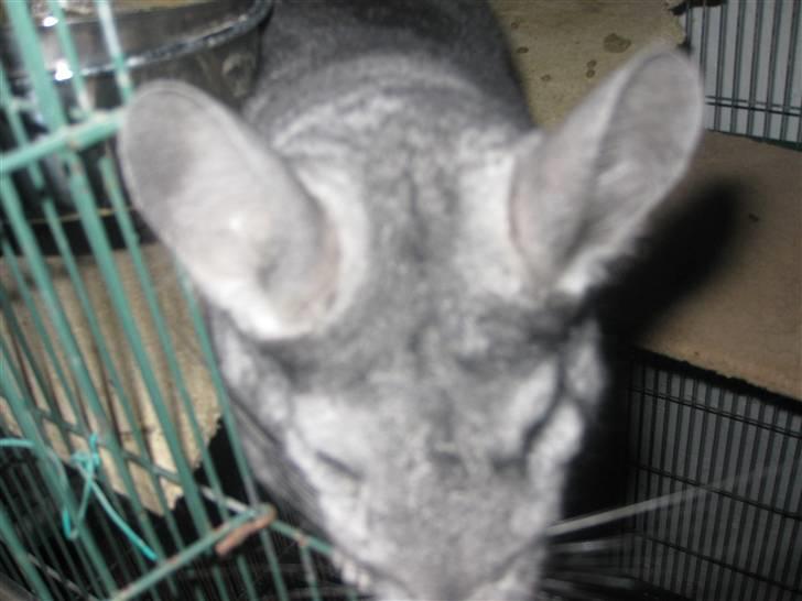 Chinchilla Sofie - Sofie :D billede 3