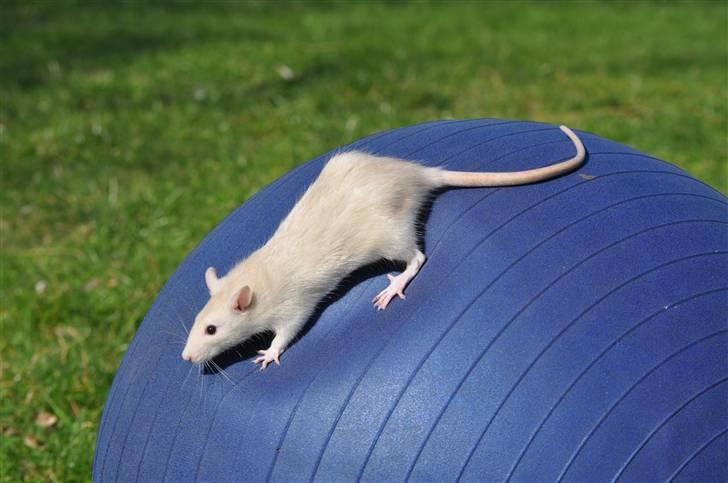 Tamrotte Baby Ratz Joyfull *Aflivet* - uh hadada den var spændene den der var søde hehe du så sååå sjov ud haha billede 5