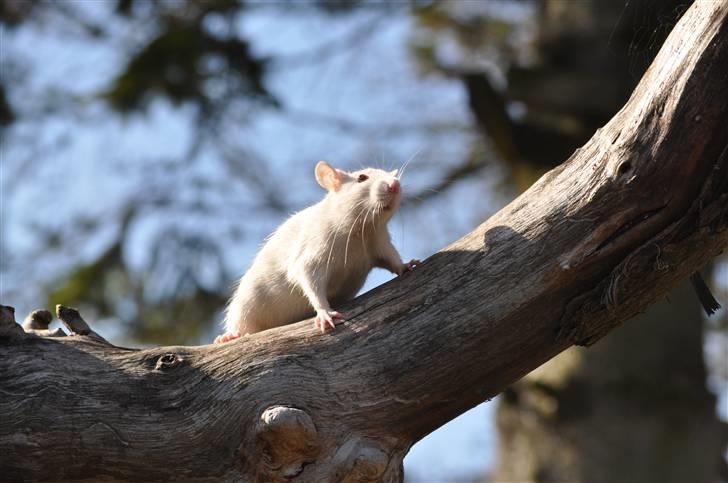 Tamrotte Baby Ratz Joyfull *Aflivet* - uuhm hvor er du dog lækker! billede 7