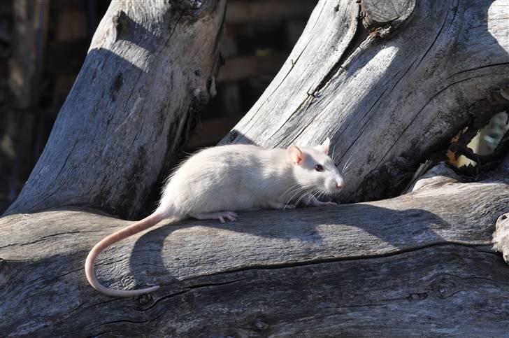 Tamrotte Baby Ratz Joyfull *Aflivet* - i et med farverne hehe billede 8