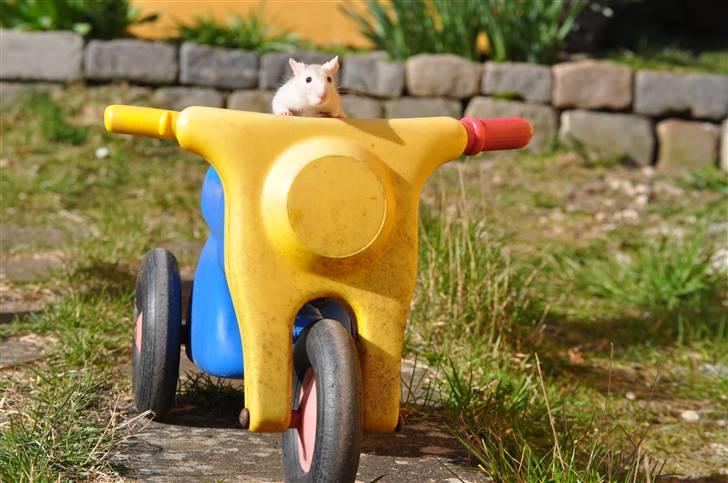 Tamrotte Baby Ratz Joyfull *Aflivet* - fyy ha du er ikk gammel nok din bølle haha billede 9