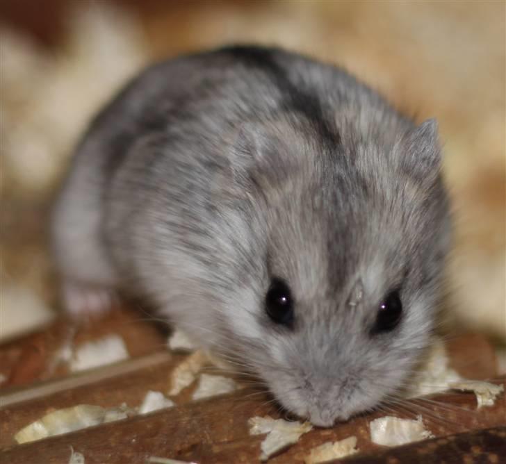 Dværghamster Hebe billede 1