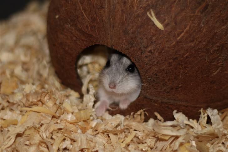 Dværghamster Hebe billede 2