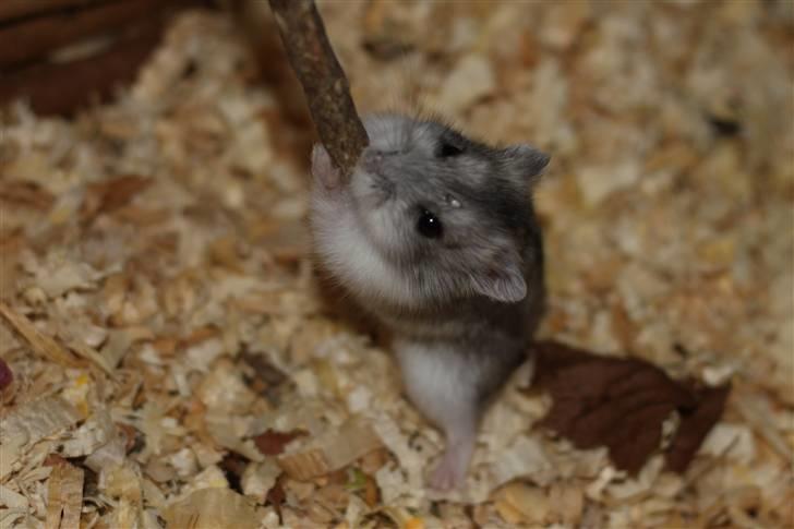 Dværghamster Hebe billede 3