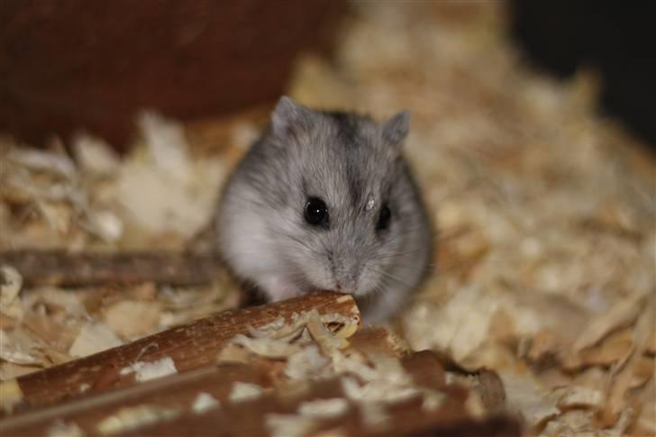 Dværghamster Hebe billede 4