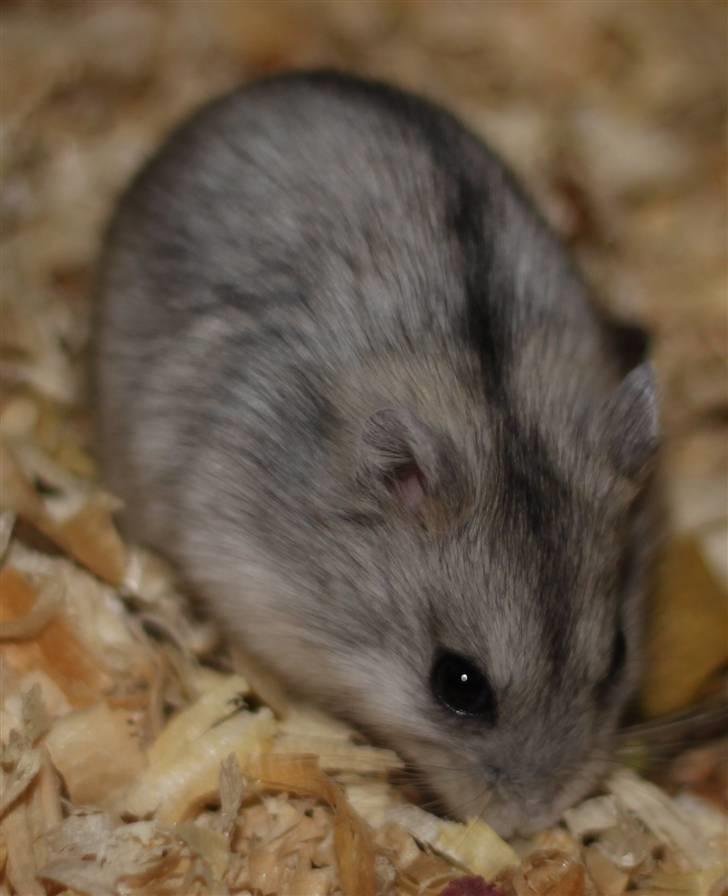 Dværghamster Hebe billede 6