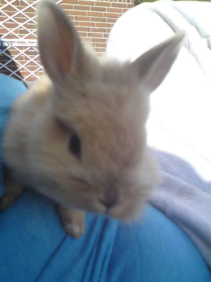 Kanin Wimse - Som lille :). billede 2