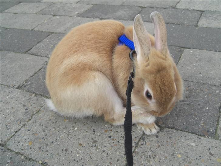 Kanin Wimse - Elsker at gå tuere udenfor. billede 3