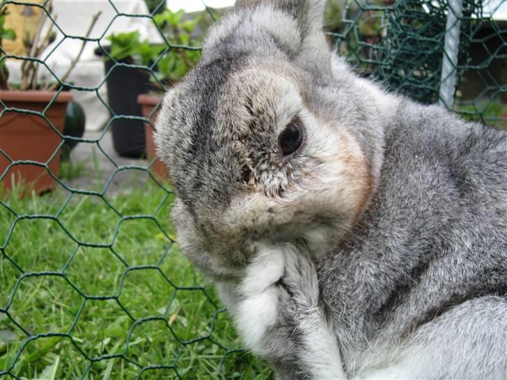 Kanin Ninus billede 12