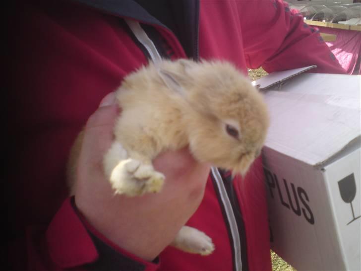 Kanin Wimse - Lige da jeg havde fået ham.  billede 4