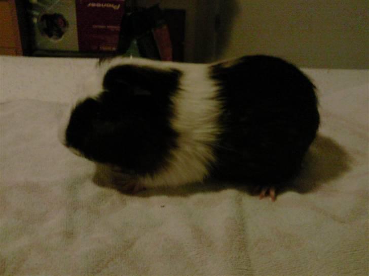 Marsvin Charlie billede 8