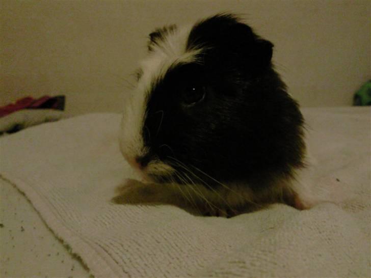 Marsvin Charlie billede 9