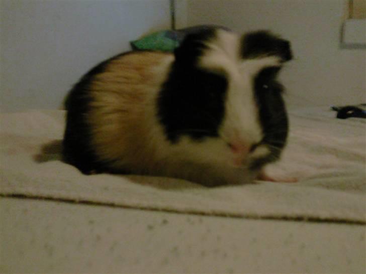 Marsvin Charlie billede 10