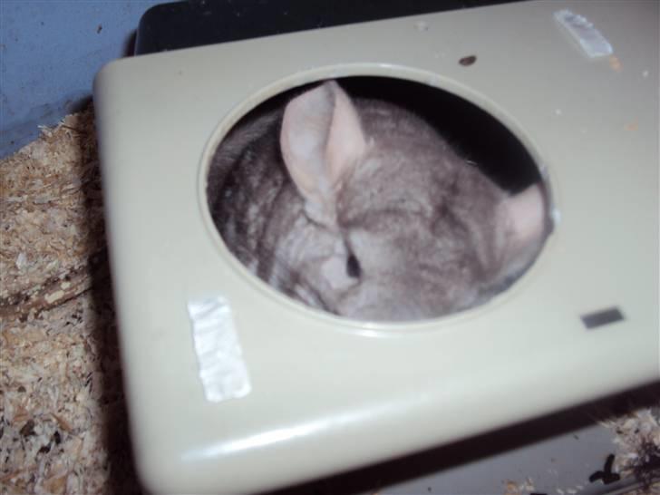 Chinchilla uffe SOLGT billede 1