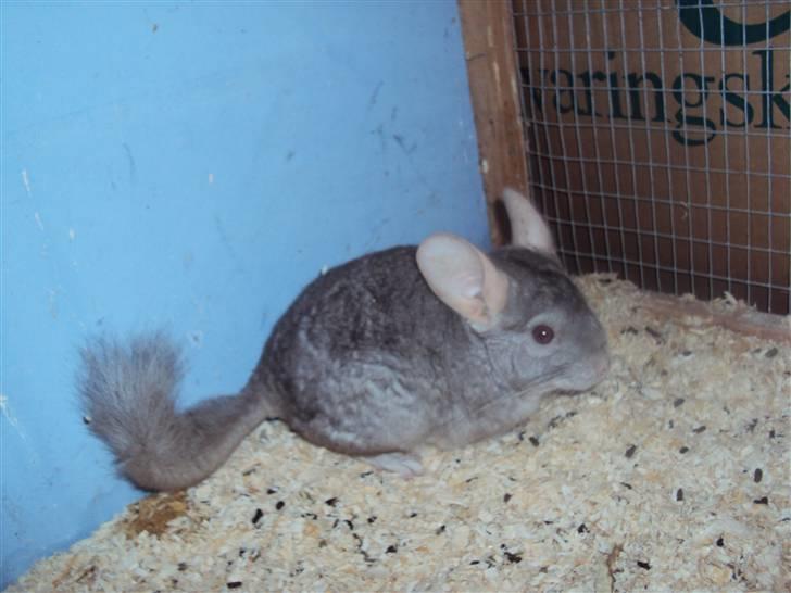 Chinchilla uffe SOLGT billede 2