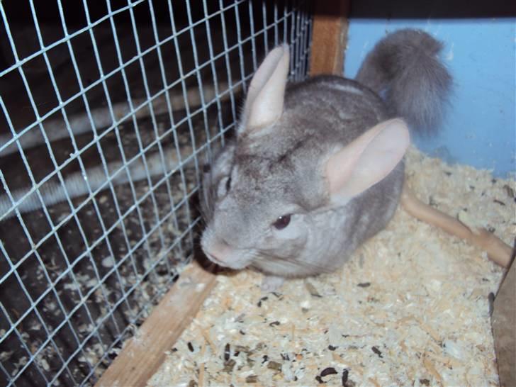 Chinchilla uffe SOLGT billede 3