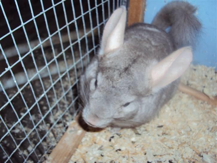 Chinchilla uffe SOLGT billede 4