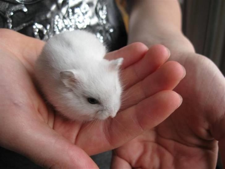 Hamster RIP Hamse billede 1