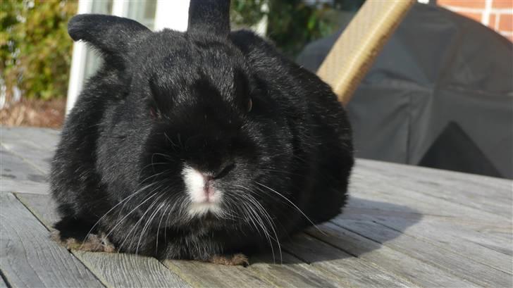 Kanin Ozzy billede 7