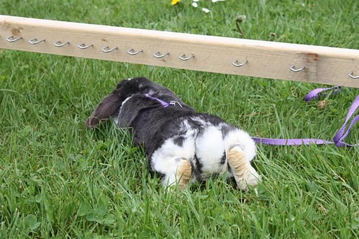 Kanin Medina billede 7