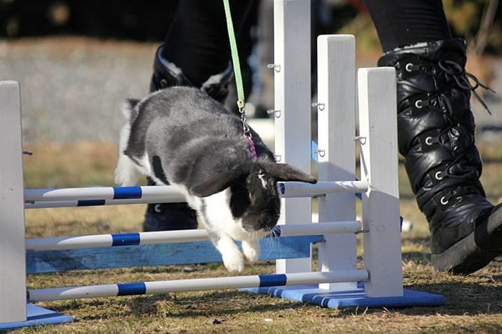 Kanin Medina billede 8