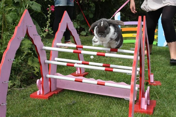 Kanin Medina billede 9