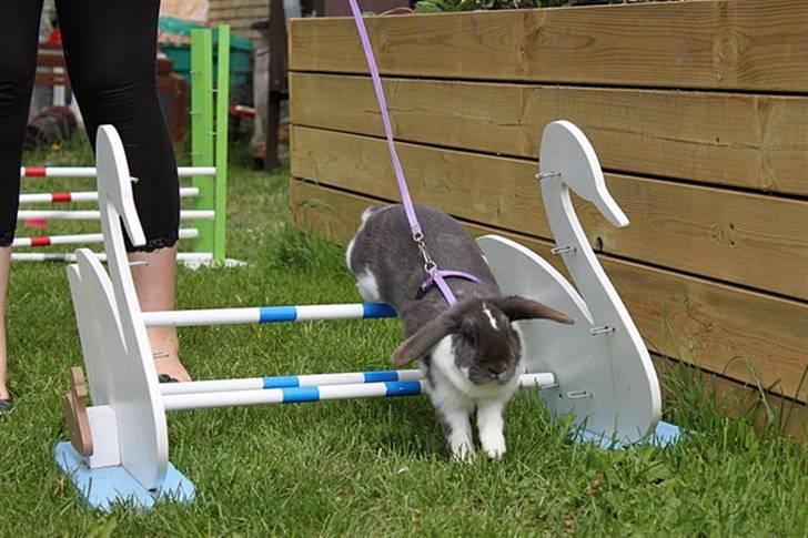 Kanin Medina billede 10