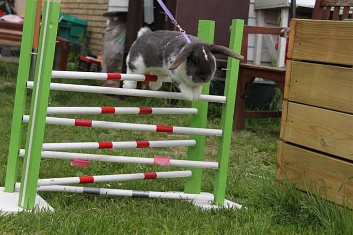 Kanin Medina billede 11