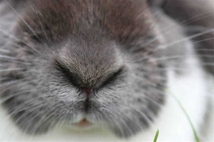 Kanin Medina billede 12