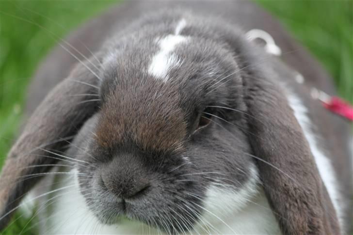 Kanin Medina billede 13