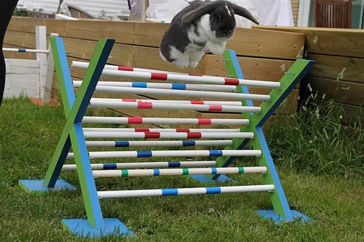 Kanin Medina billede 14