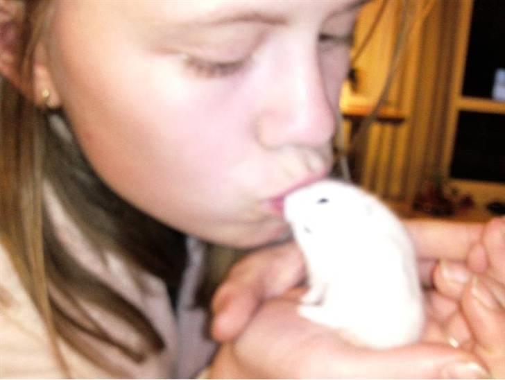 Hamster RIP Hamse billede 2