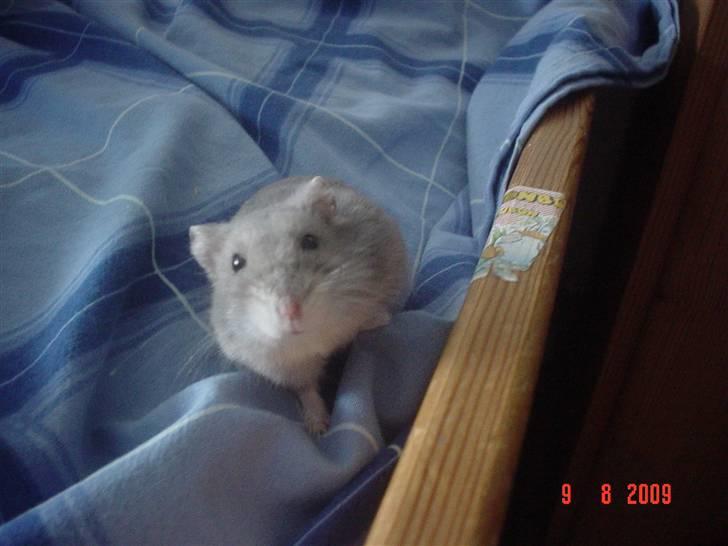 Dværghamster Perle - Klikkede med tungen, så han kiggede direkte på mig. billede 1