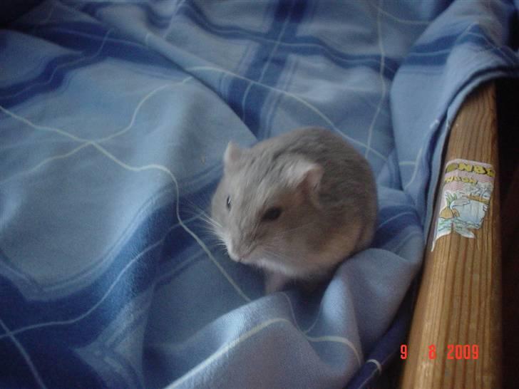 Dværghamster Perle - Perle spiser et eller andet. billede 2